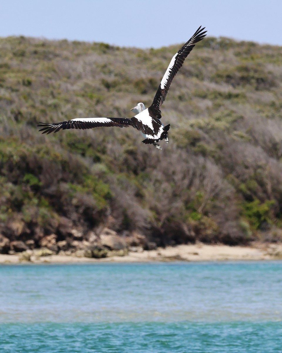 Australian Pelican - ML646831226