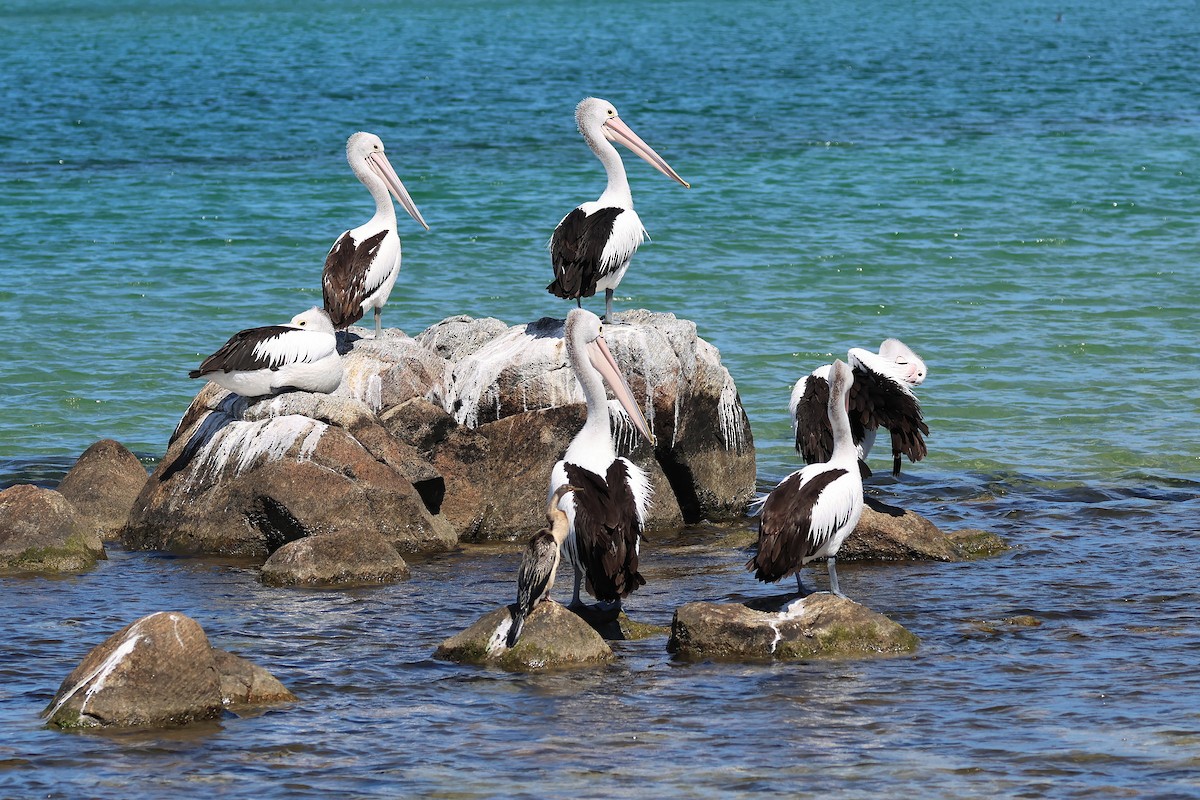 Pelikano australiarra - ML646831227