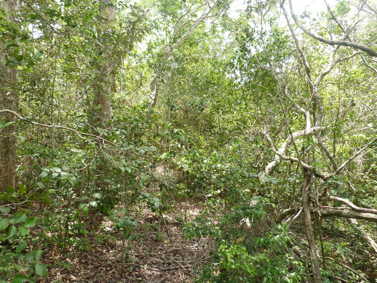 Kretschmer's Longbill - ML646831228