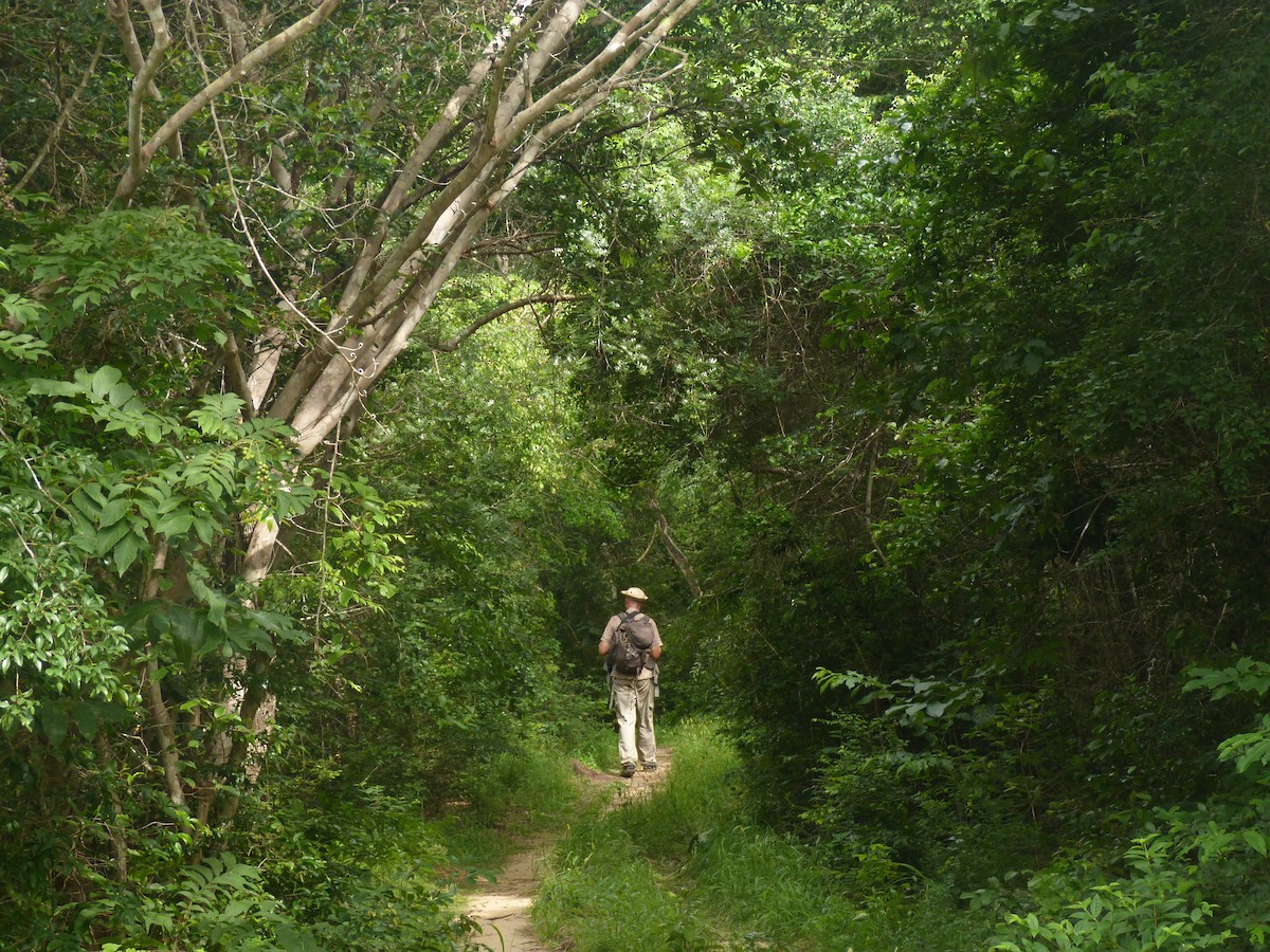 Kretschmer's Longbill - ML646831229