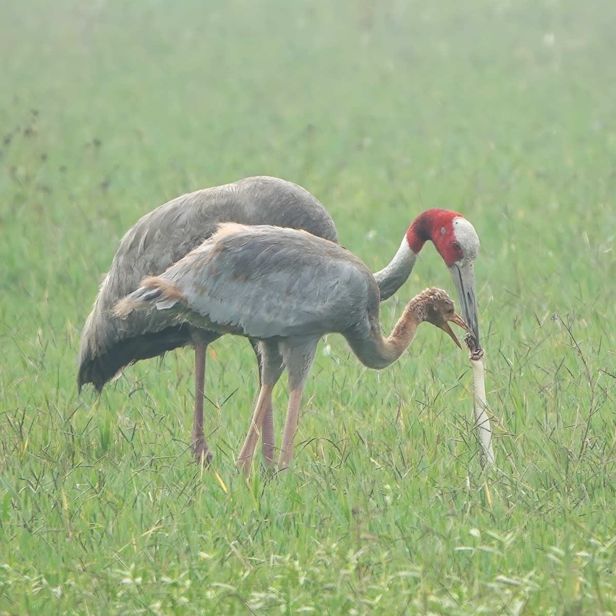 オオヅル - ML646831230