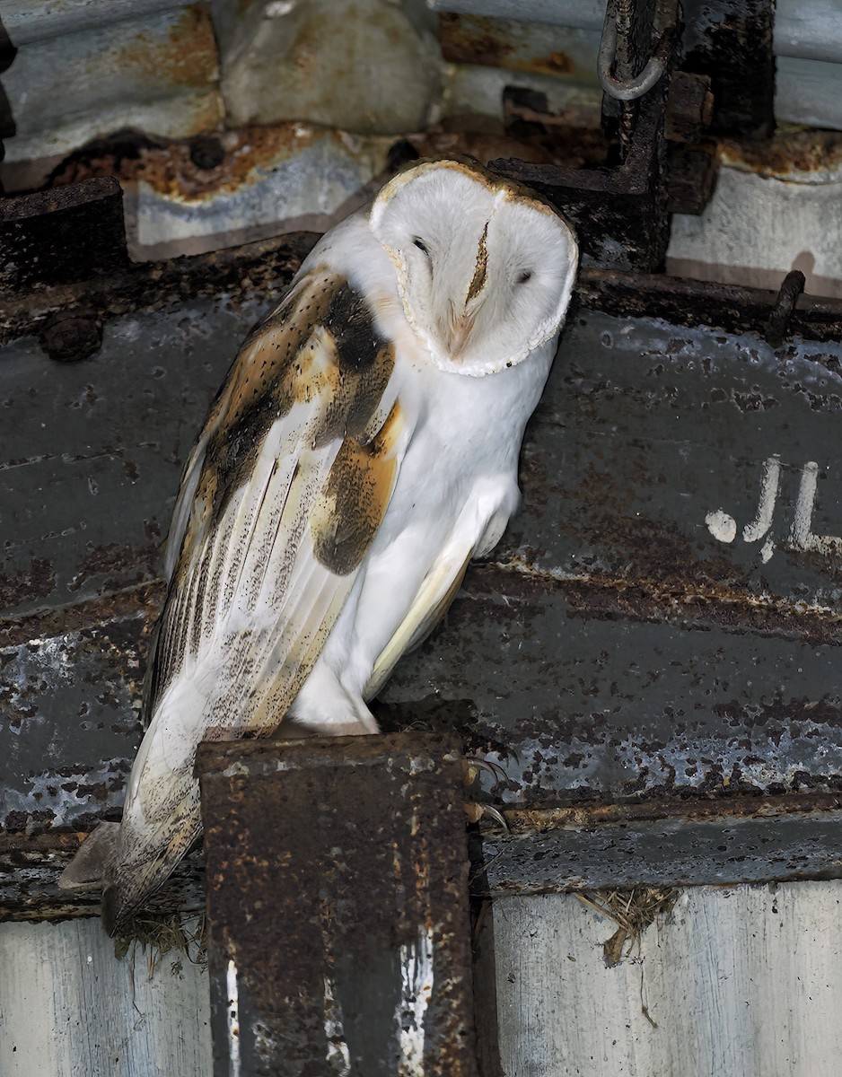 תנשמת אמריקנית - ML646831231