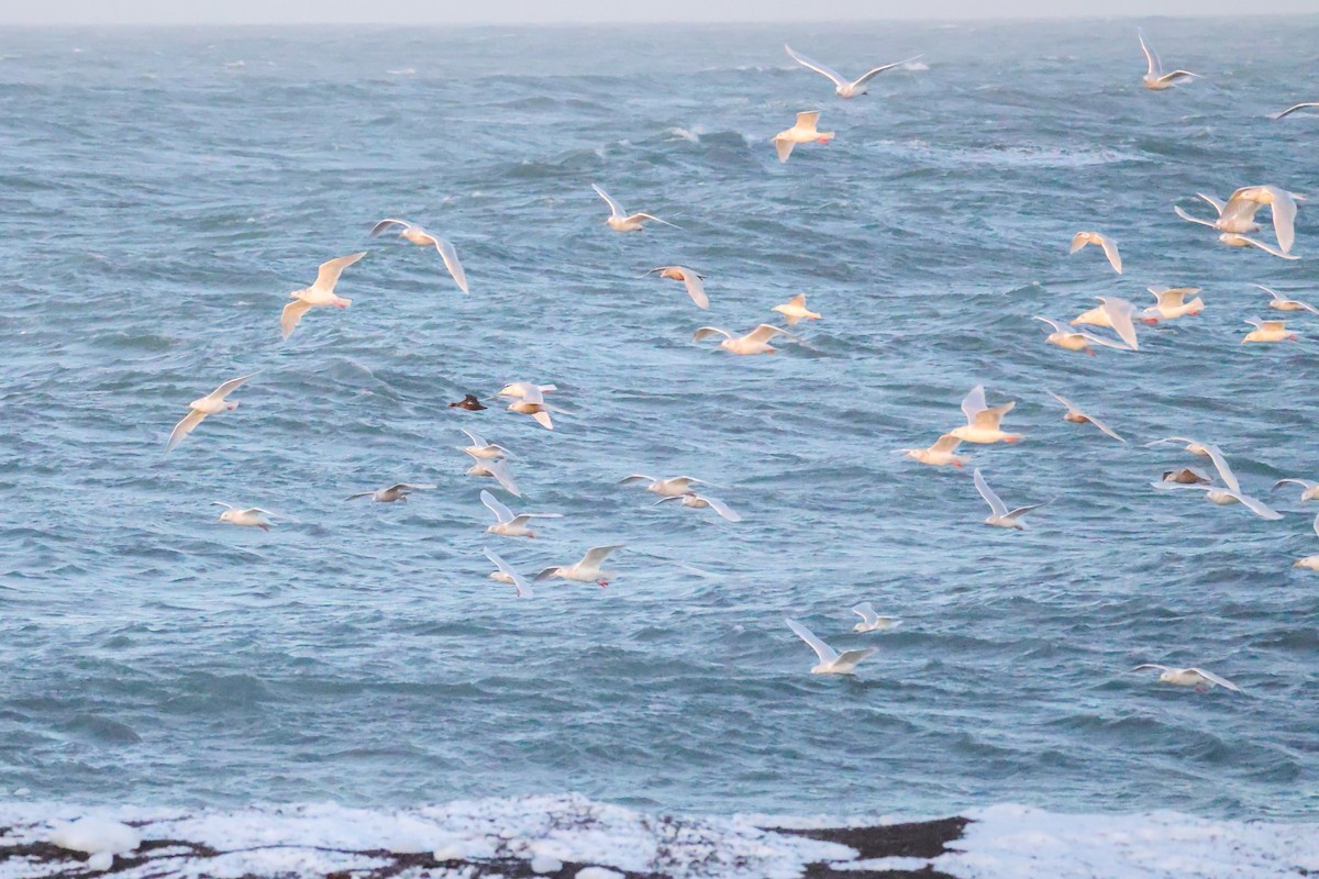 Бургомистр - ML646831232