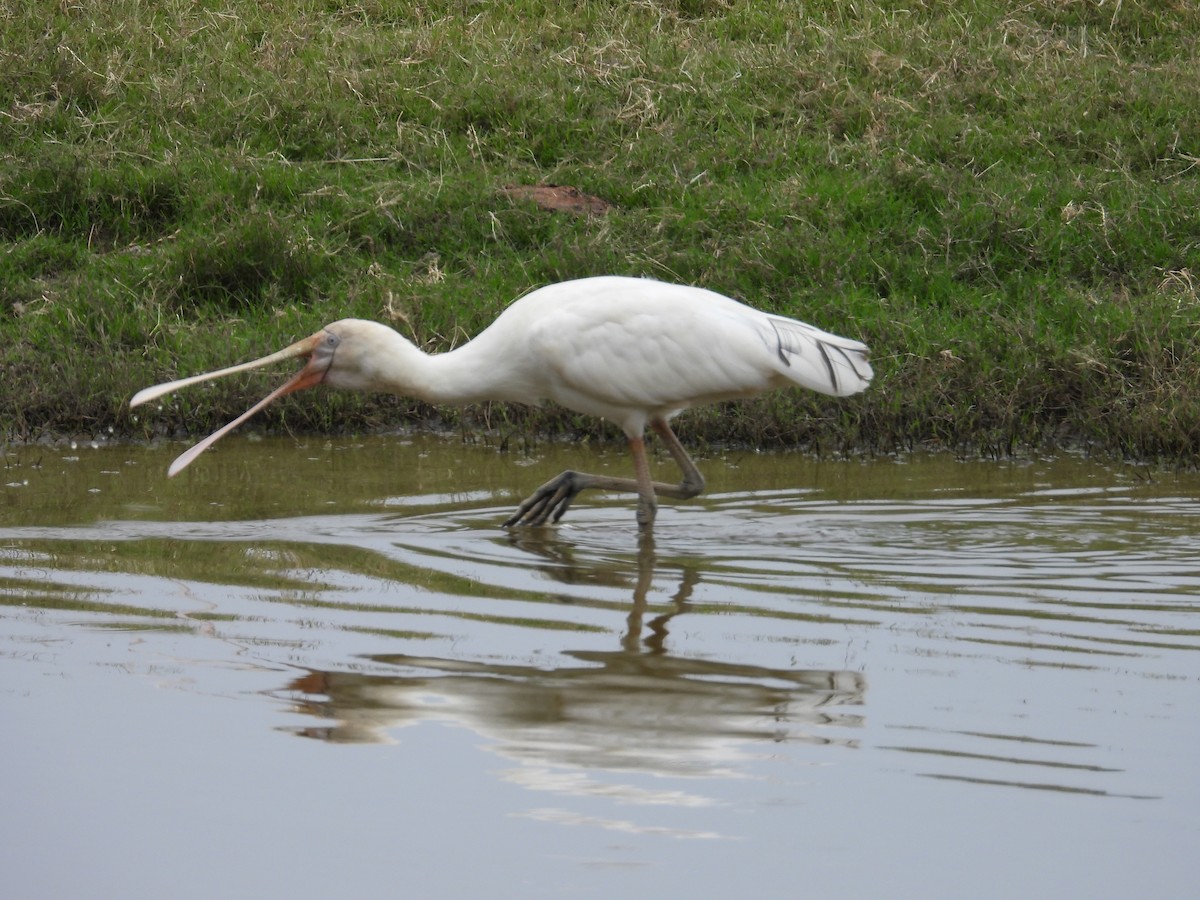 Yellow-billed Spoonbill - ML646831233