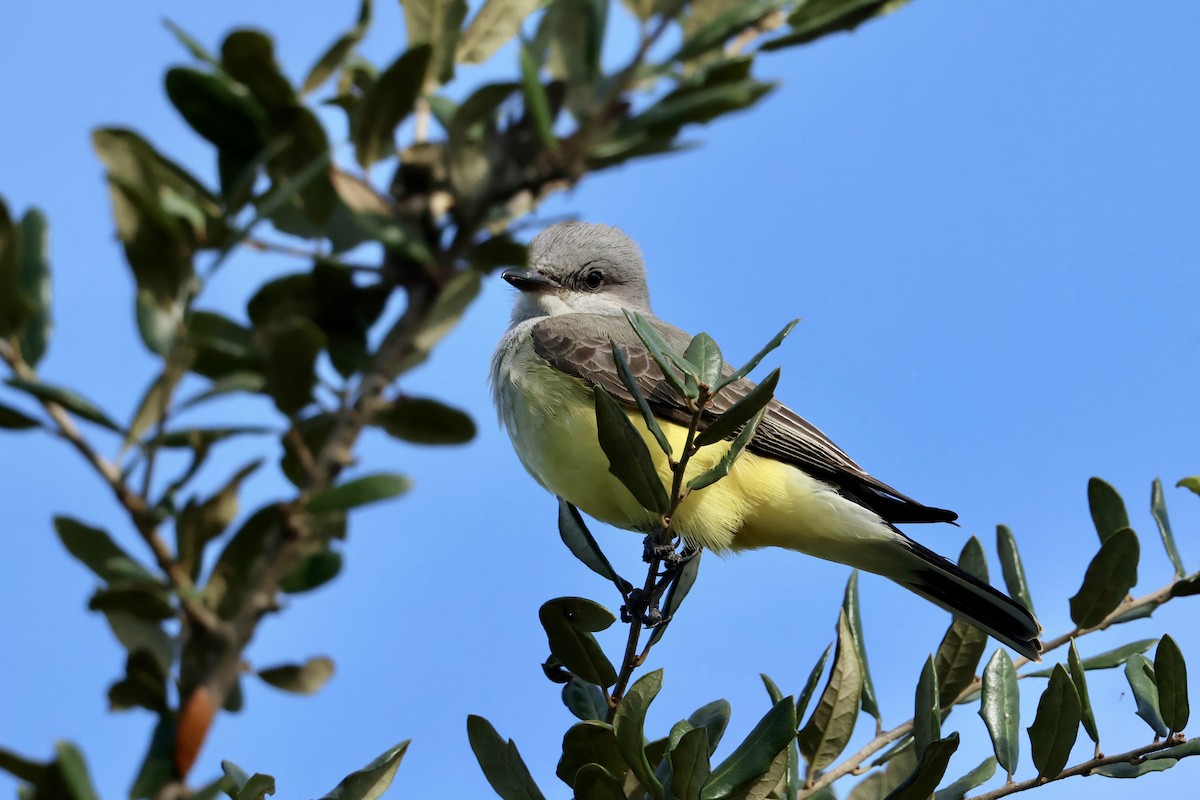 Batı Tiranı - ML646831234