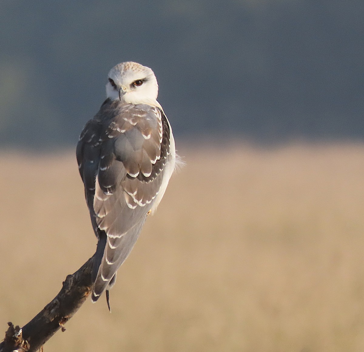 Black-winged Kite - ML646831235