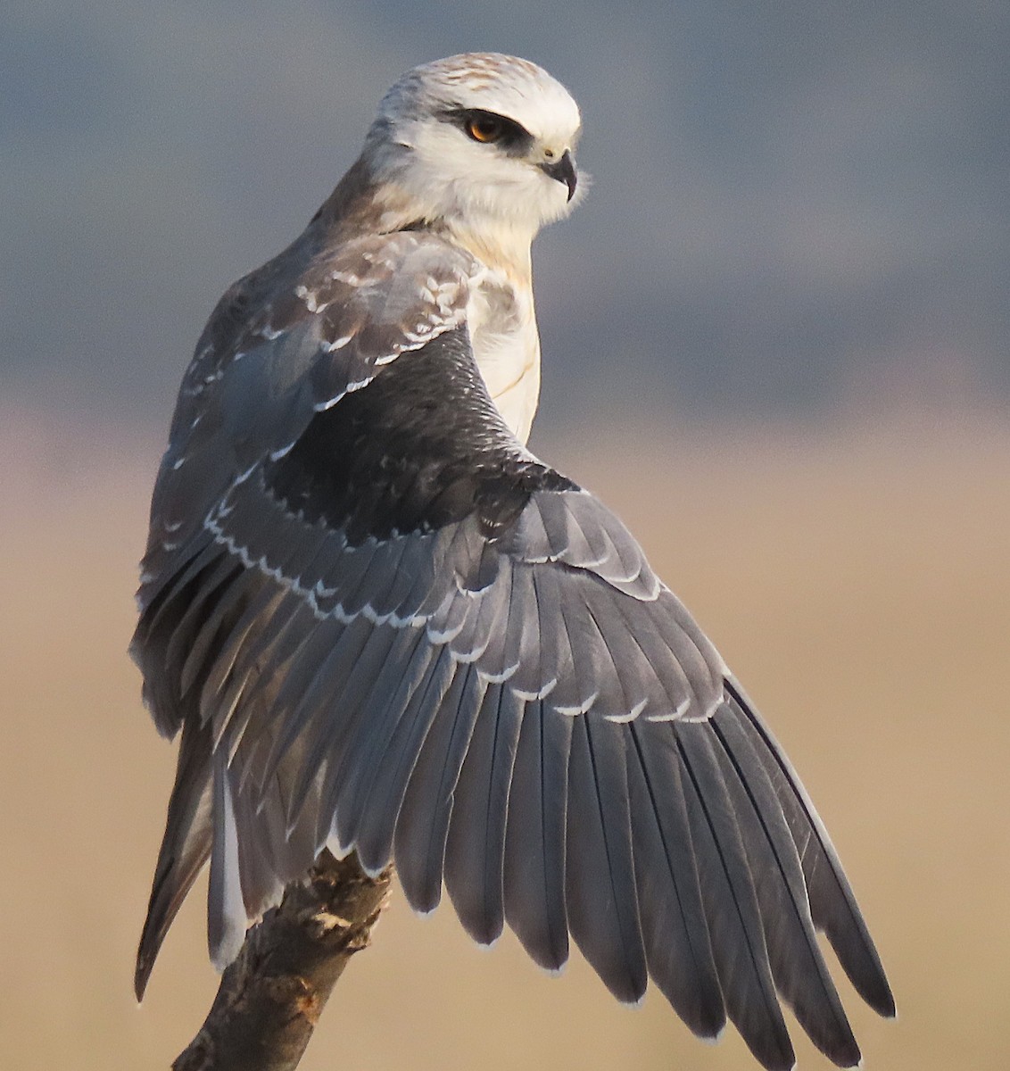Black-winged Kite - ML646831236