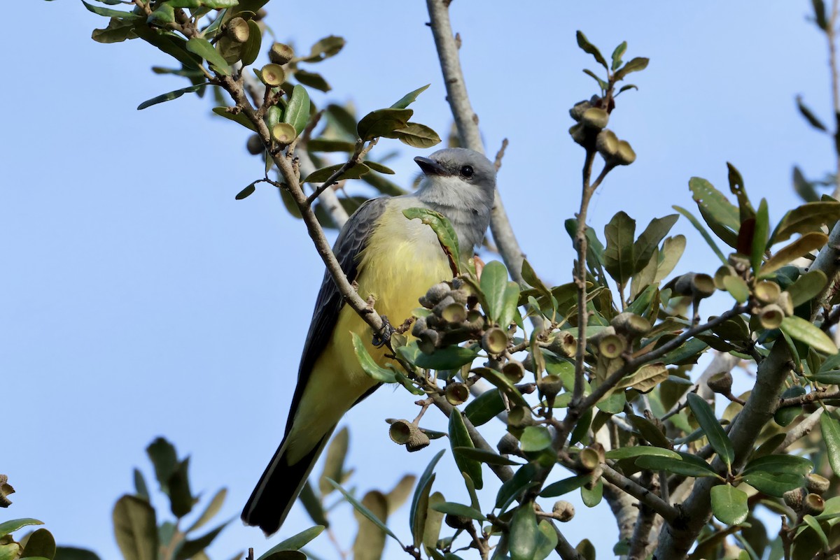 Batı Tiranı - ML646831237