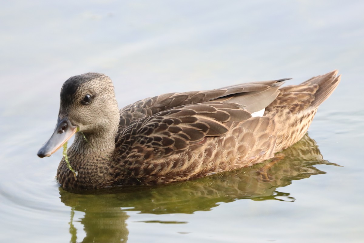 Gadwall - ML646831238
