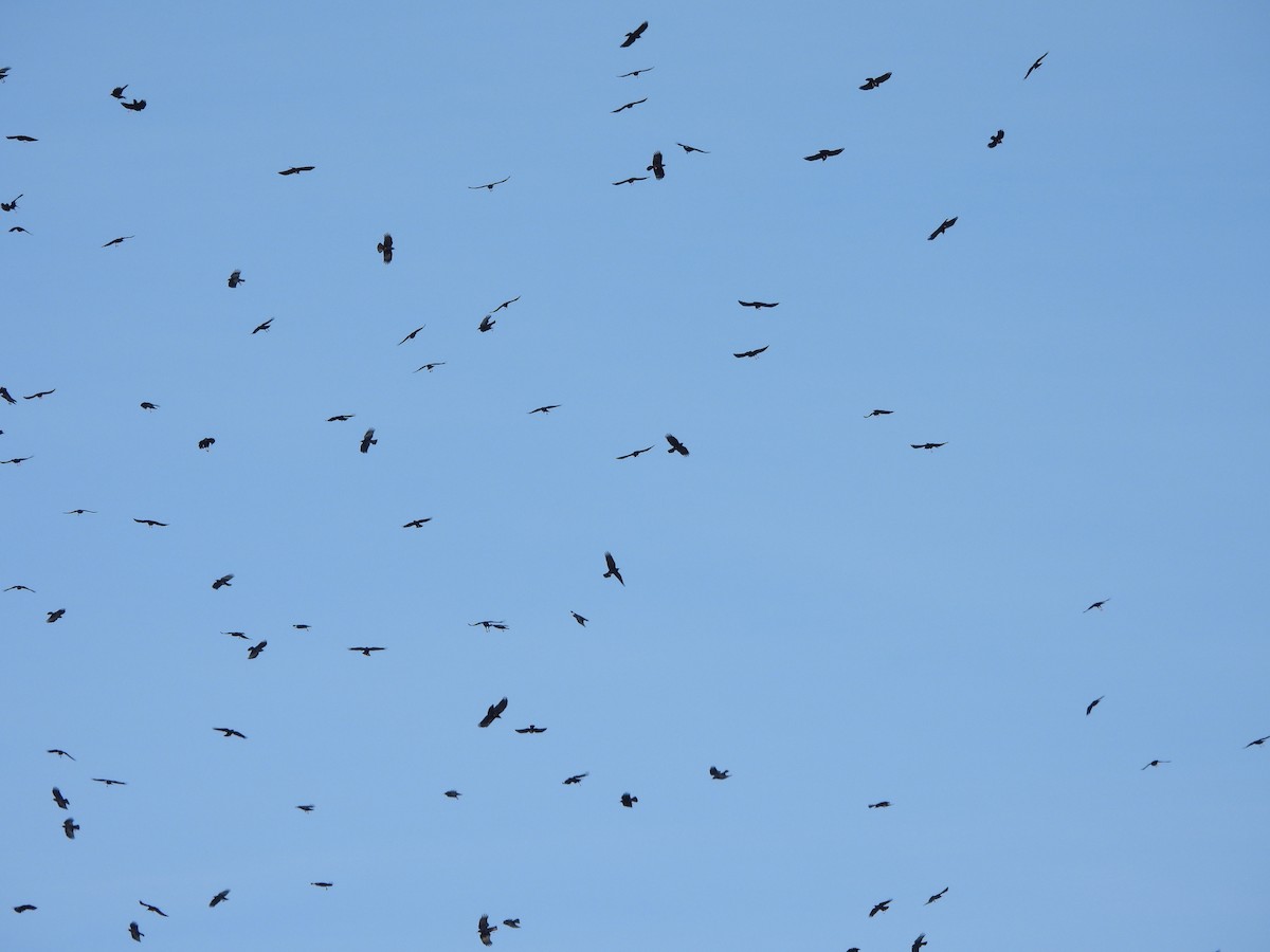 Red-billed Chough - ML646831240