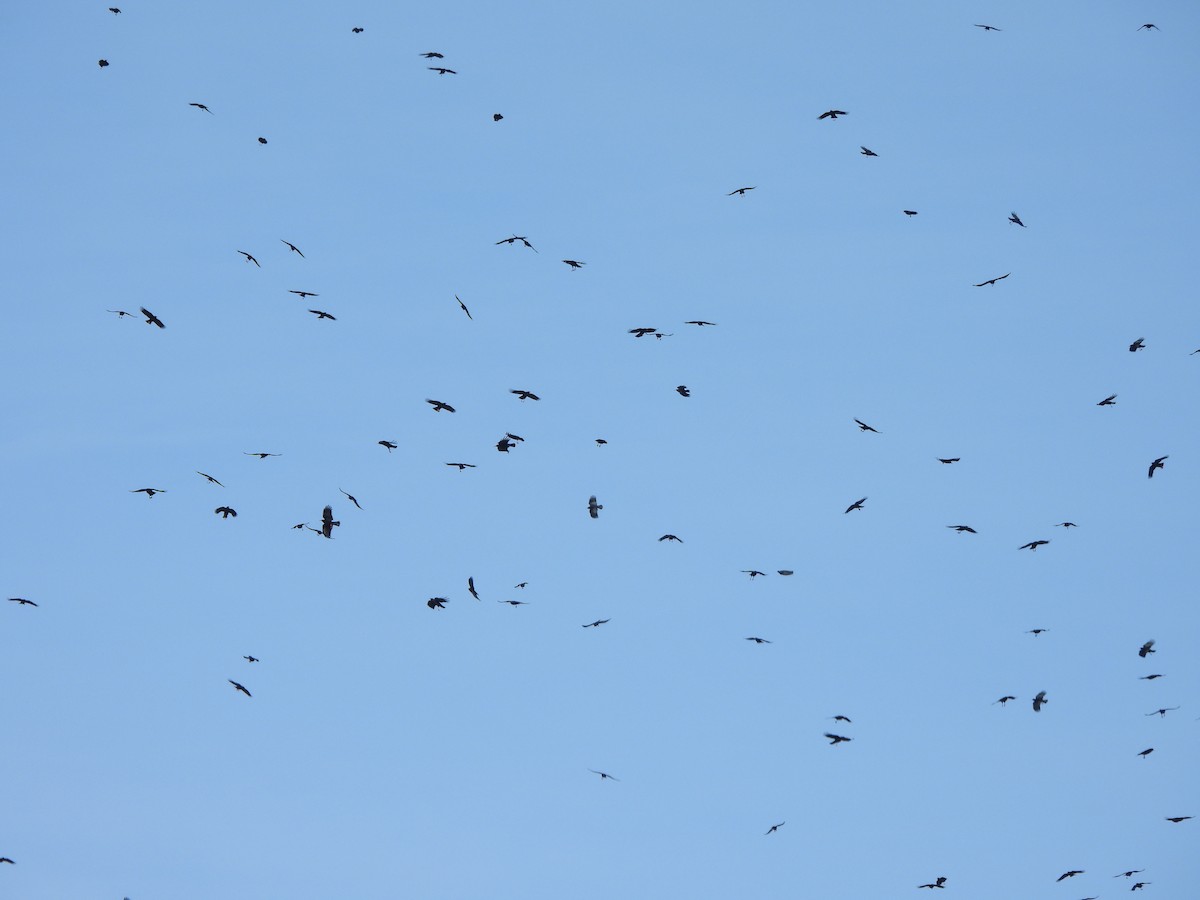 Red-billed Chough - ML646831241