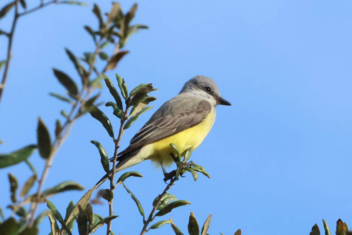 Batı Tiranı - ML646831242