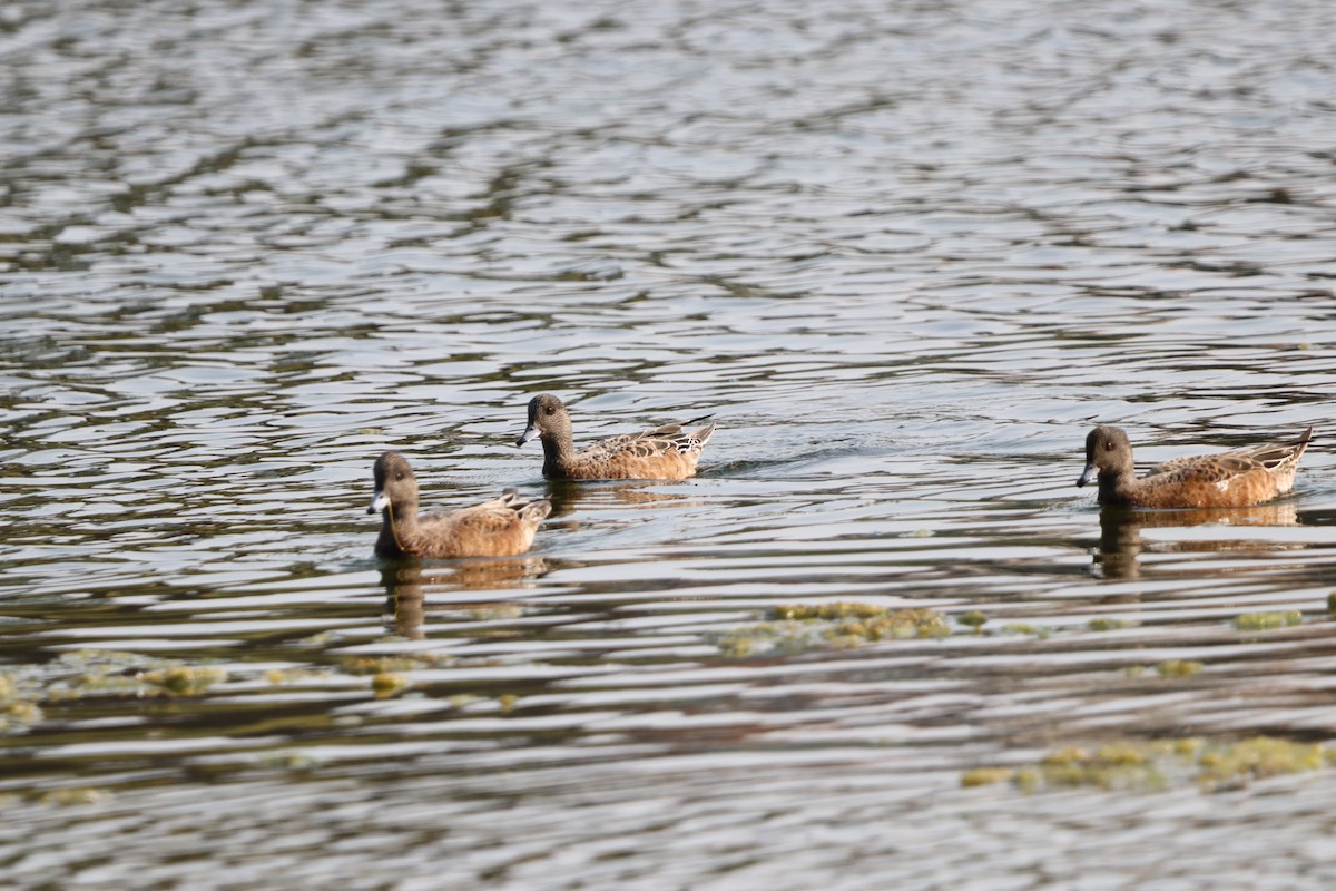 American Wigeon - ML646831244