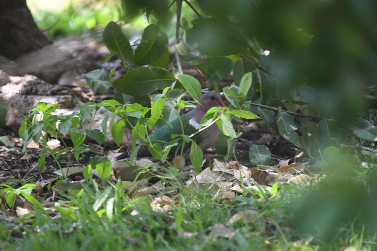 Австралийская изумрудная горлица - ML646831245