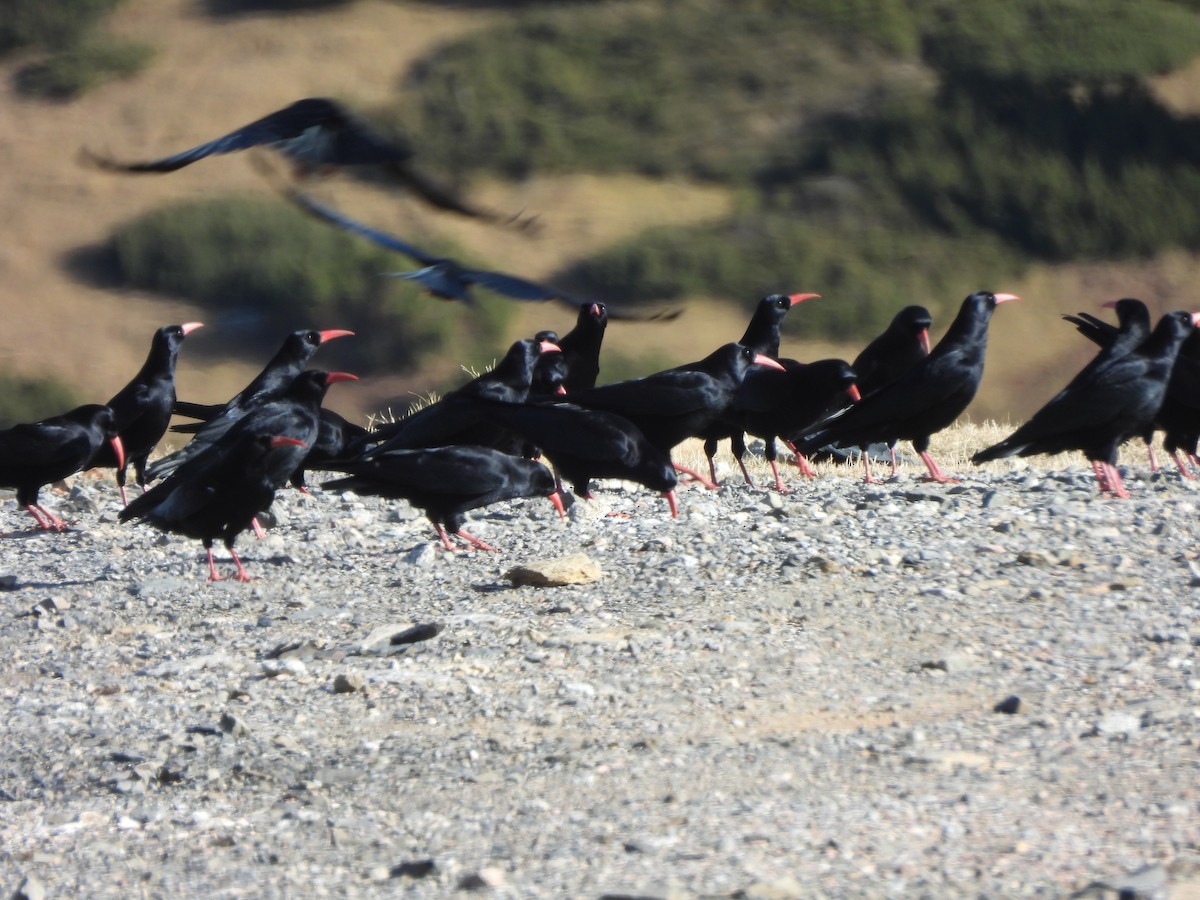 Red-billed Chough - ML646831246