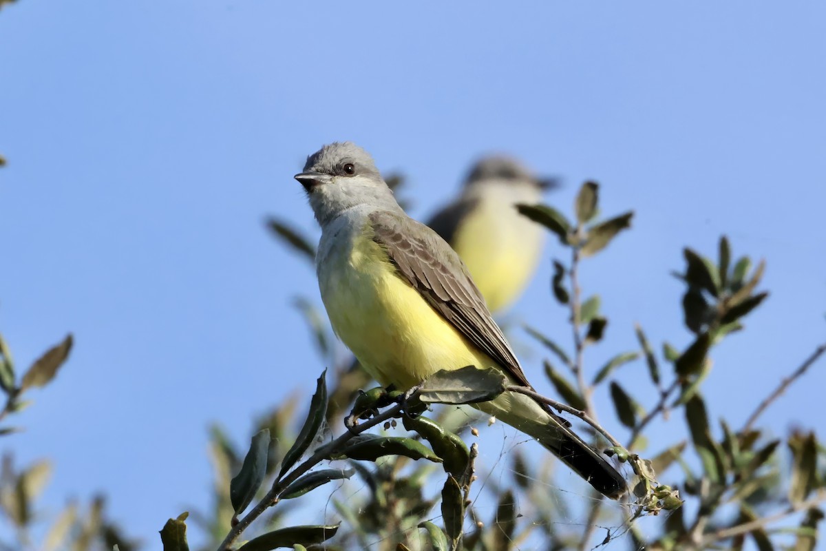 Batı Tiranı - ML646831247