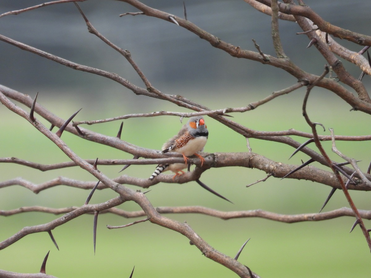Zebra Finch - ML646831248