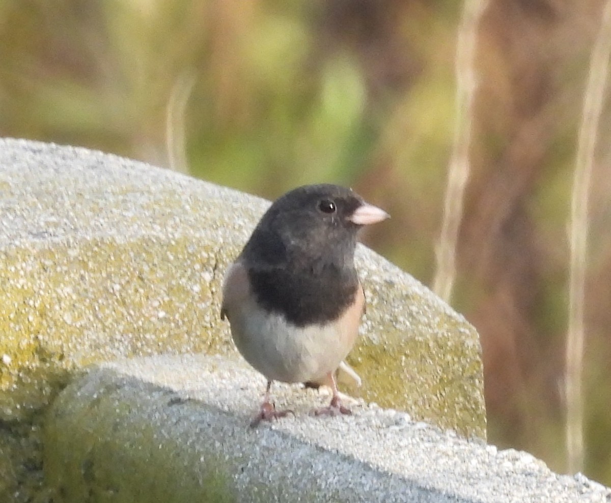 Dark-eyed Junco - ML646831249