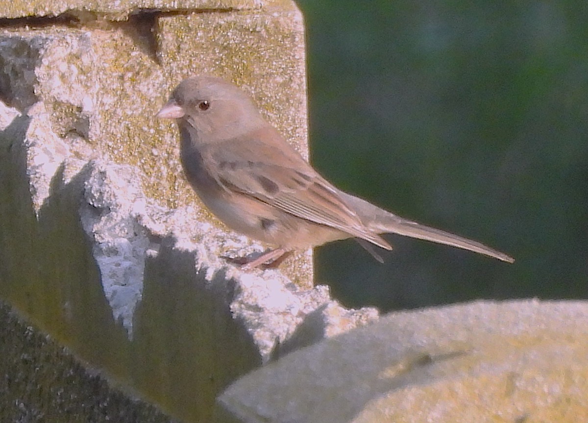 Dark-eyed Junco - ML646831250