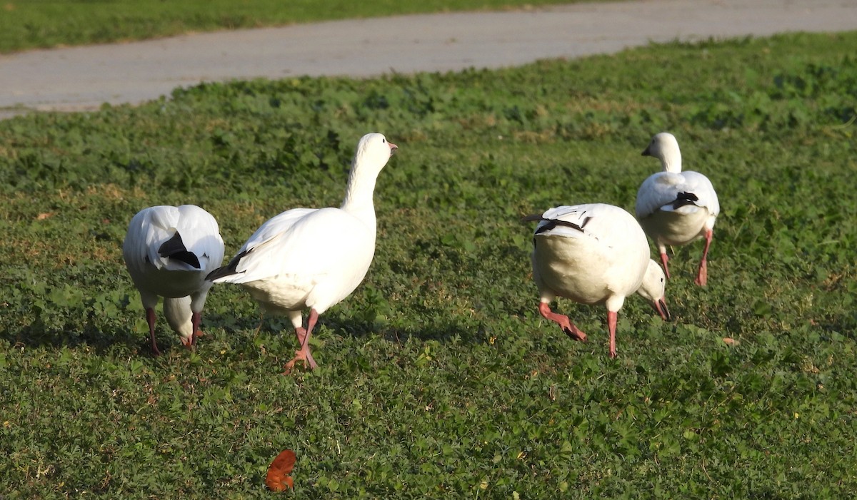 Цасны галуу - ML646831251