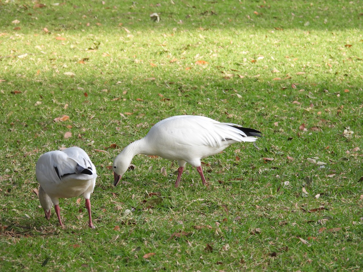 Цасны галуу - ML646831252