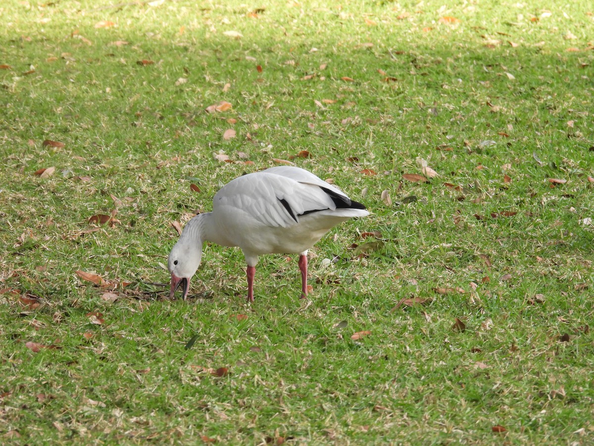 Цасны галуу - ML646831253