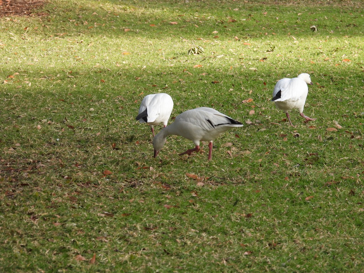 Цасны галуу - ML646831254