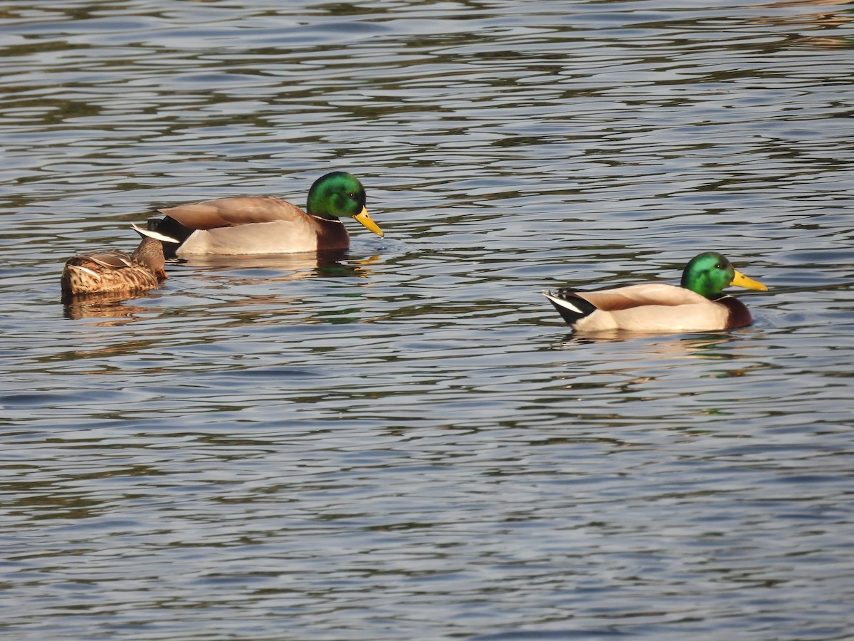 Зэрлэг нугас - ML646831255