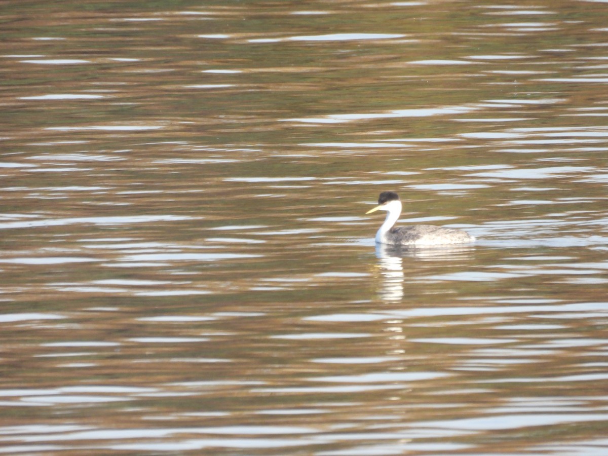 Western Grebe - ML646831256