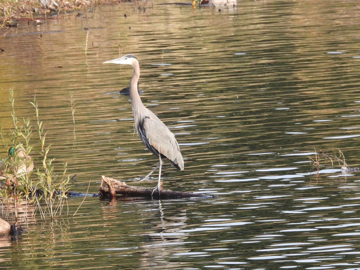 Great Blue Heron - ML646831257