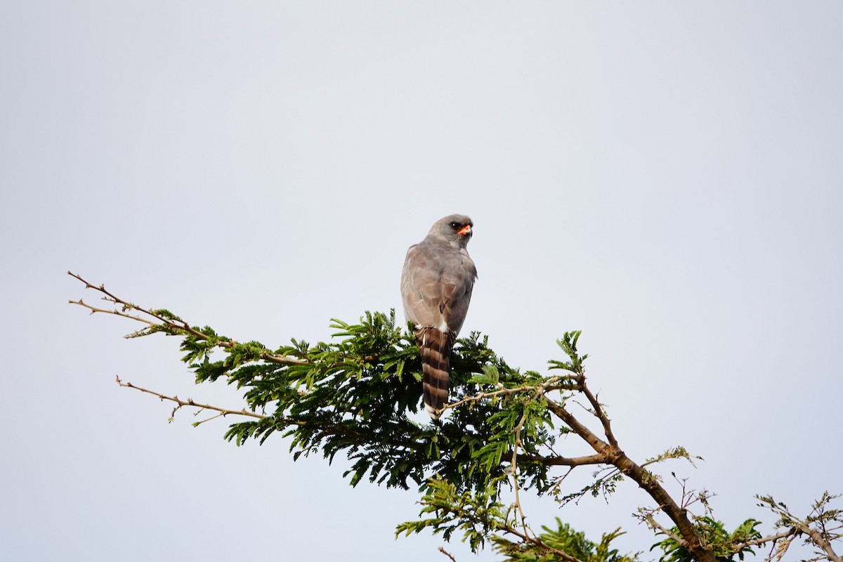 Gabar Çakırı - ML646831258