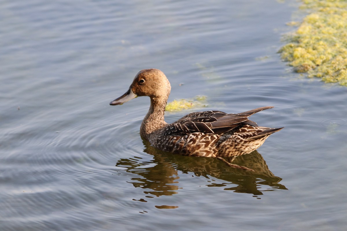 Northern Pintail - ML646831259