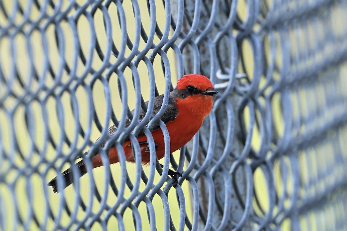 Vermilion Flycatcher - ML646831260