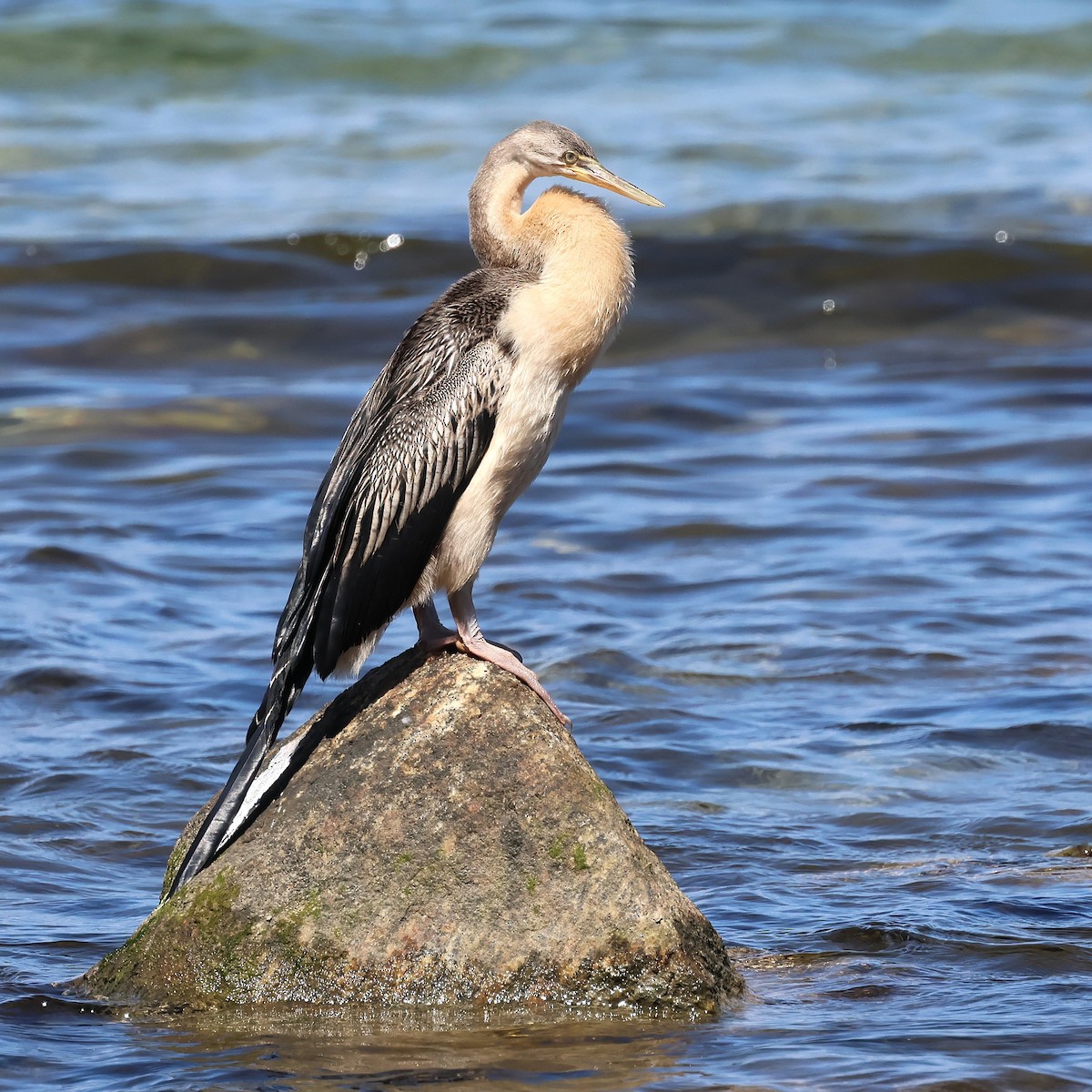 Anhinga australiarra - ML646831261