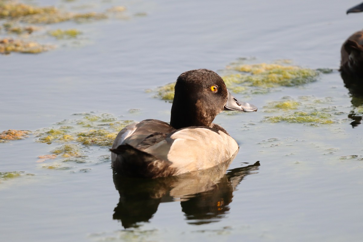 Ring-necked Duck - ML646831262