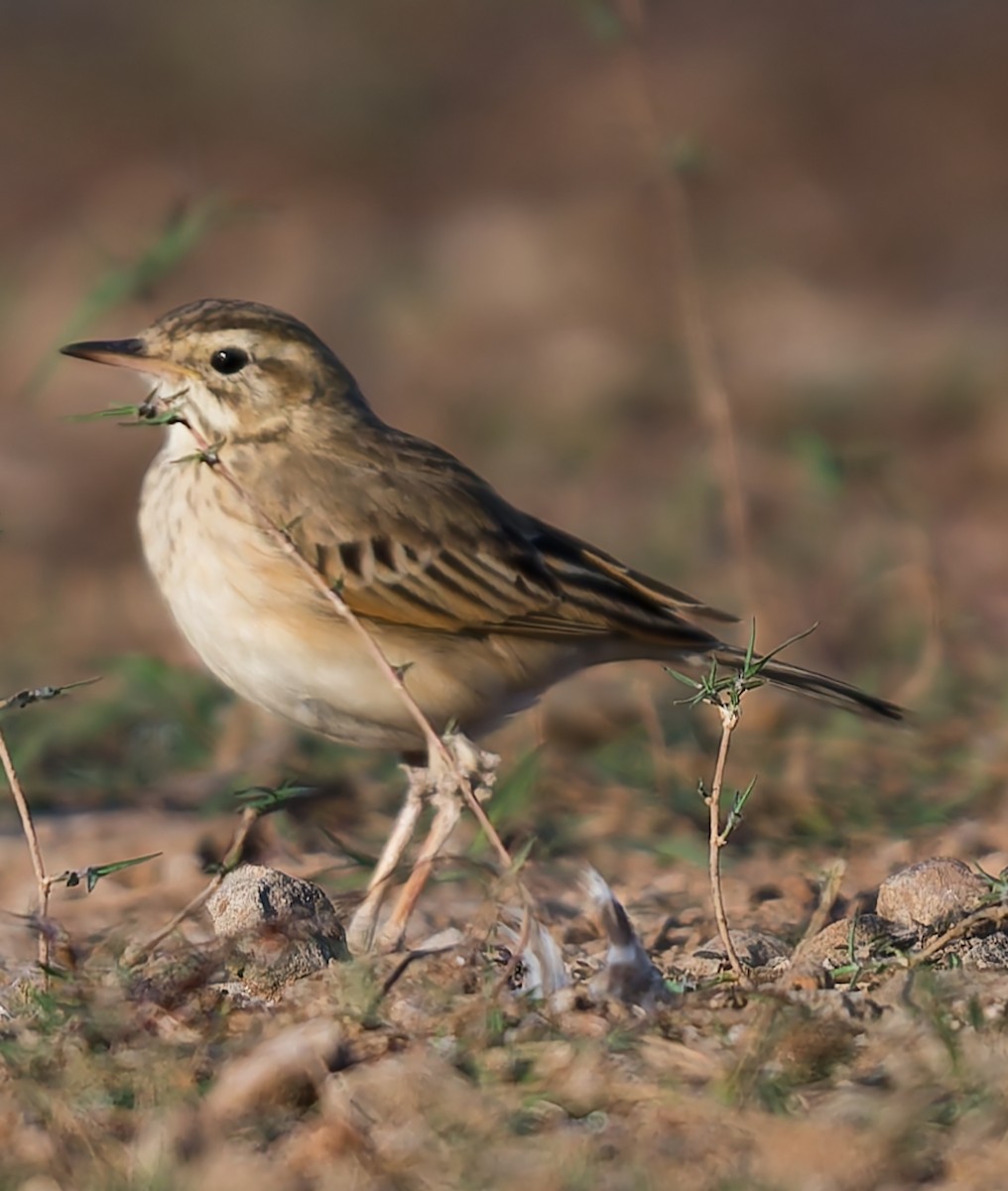 Tawny Pipit - ML646831263