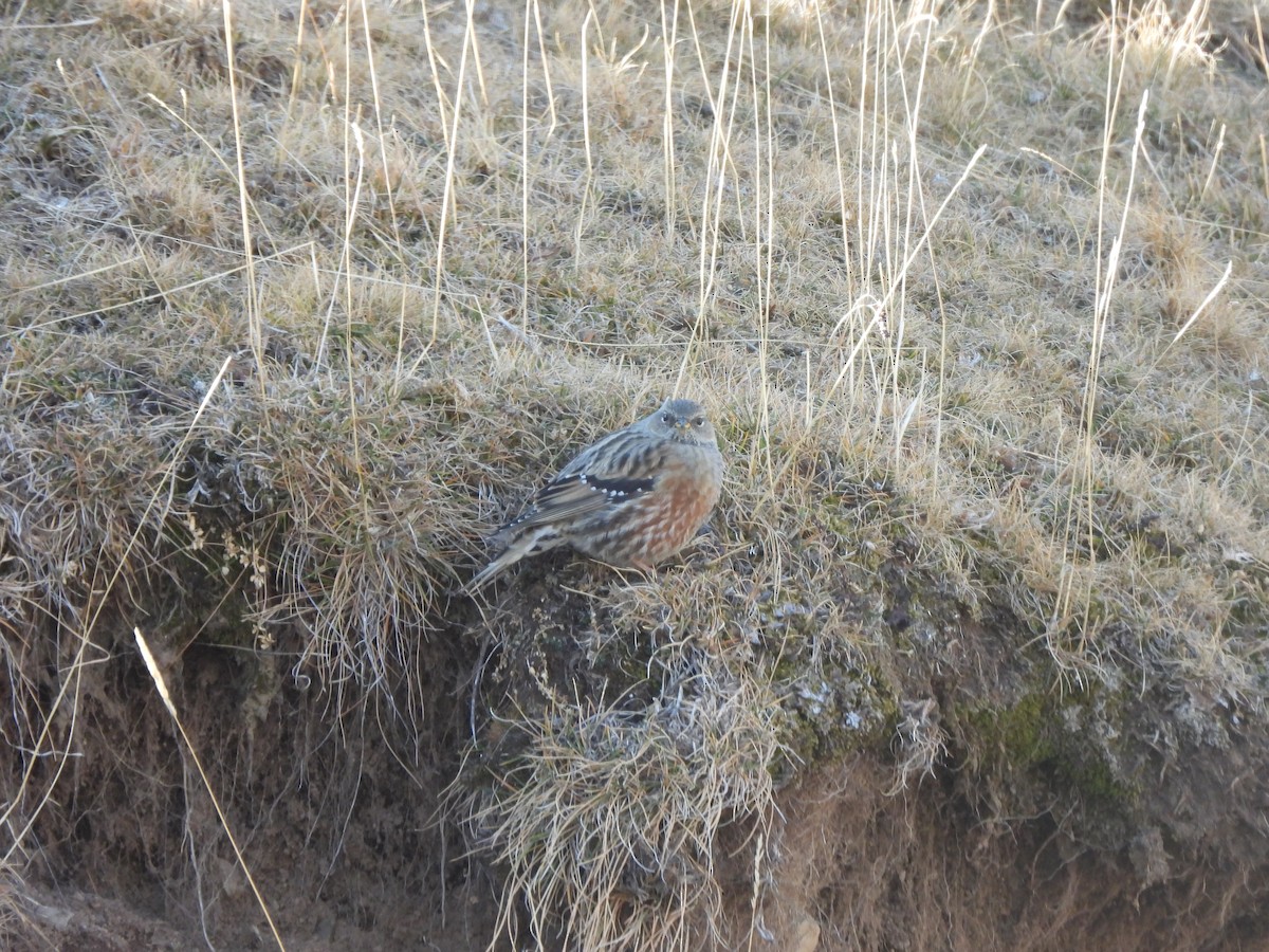 Alpine Accentor - ML646831264