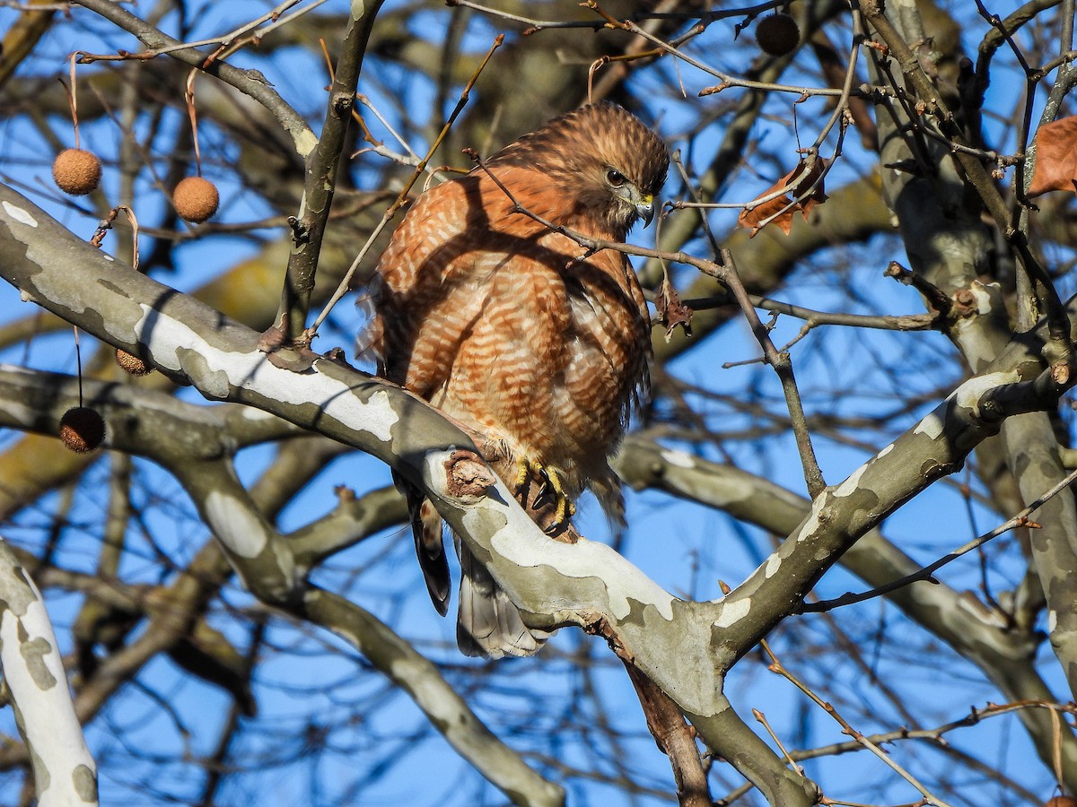 Kızıl Omuzlu Şahin - ML646831267