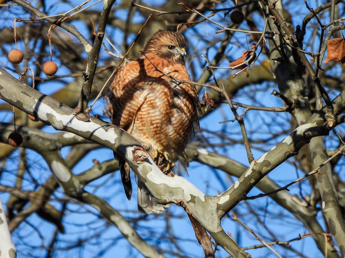 Kızıl Omuzlu Şahin - ML646831268