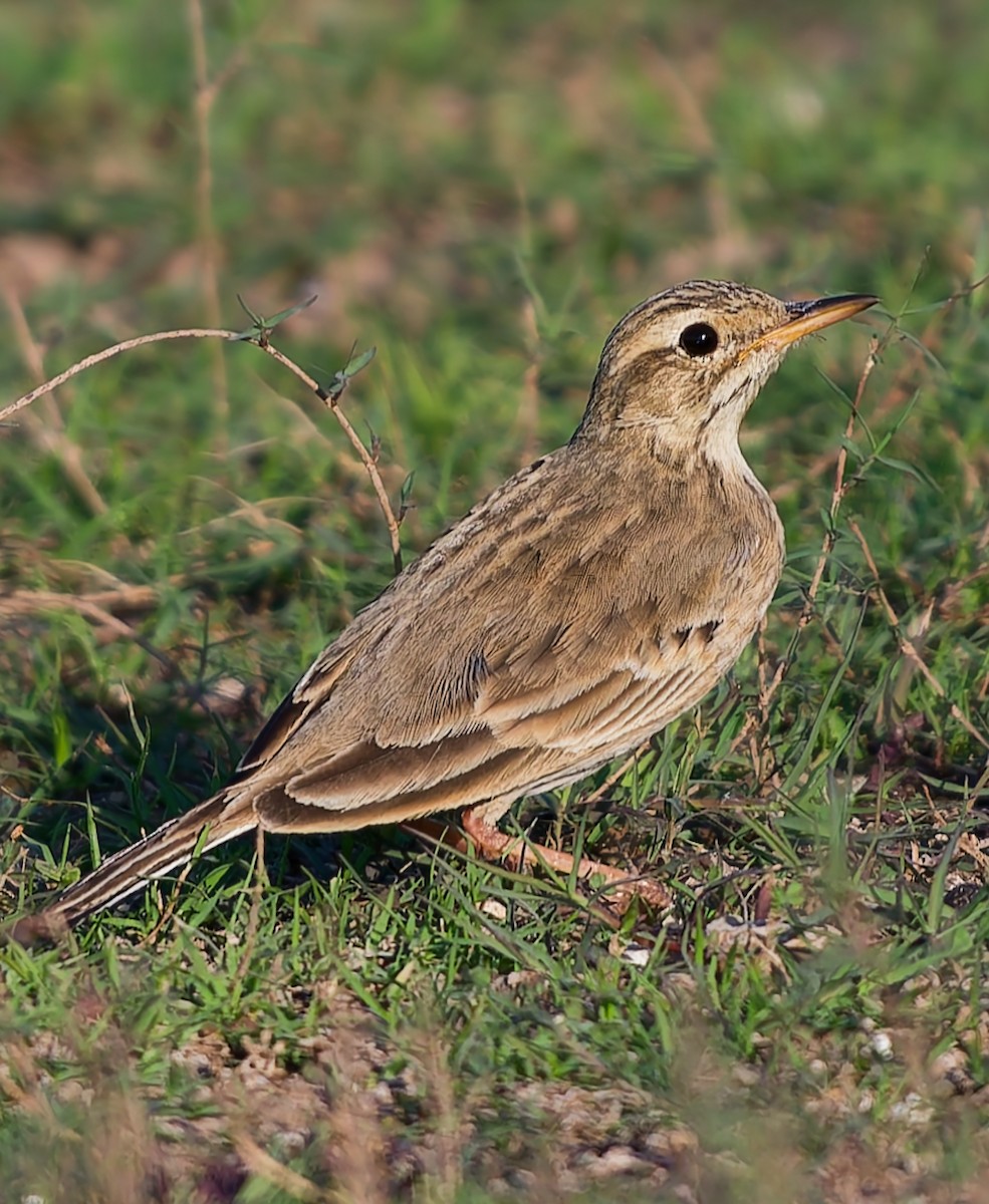 Paddyfield Pipit - ML646831269