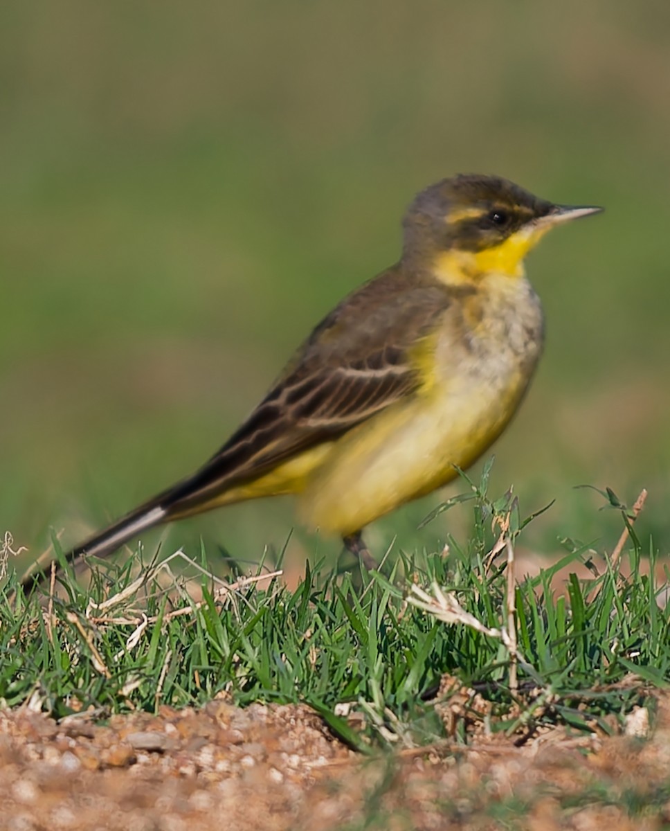 Western Yellow Wagtail - ML646831270