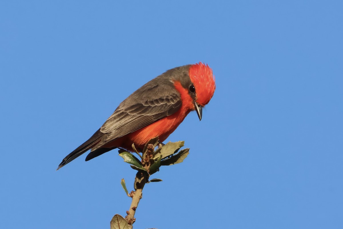 Vermilion Flycatcher - ML646831272