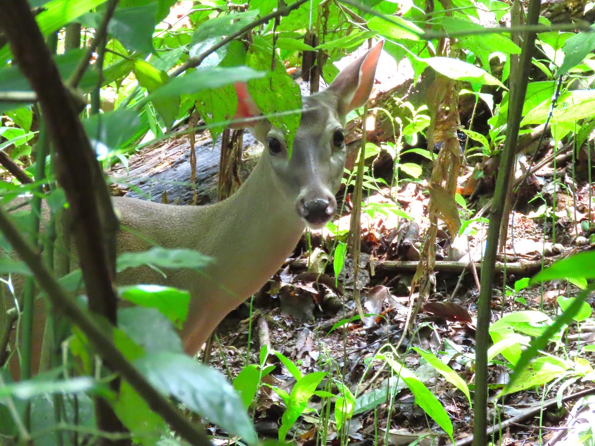 White-tailed Deer - ML646831276