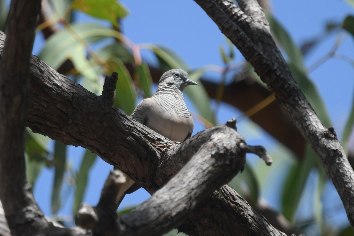 Peaceful Dove - ML646831277