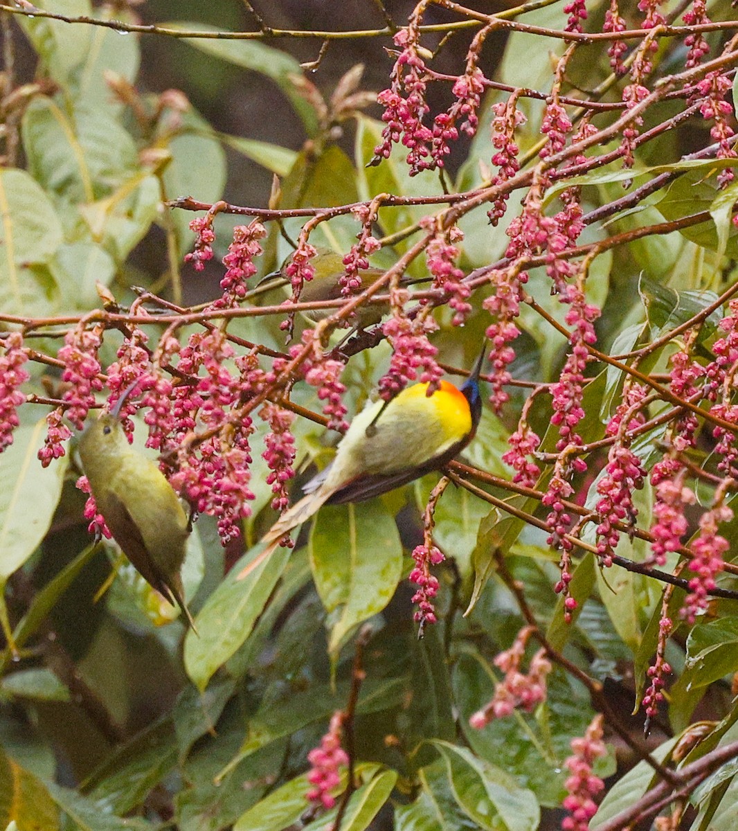 Fire-tailed Sunbird - ML646831282