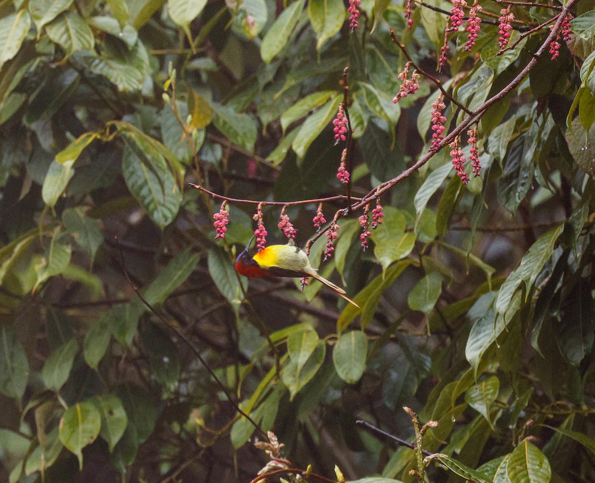 Fire-tailed Sunbird - ML646831283