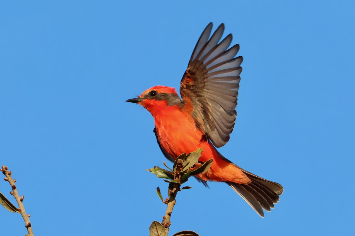 Vermilion Flycatcher - ML646831284