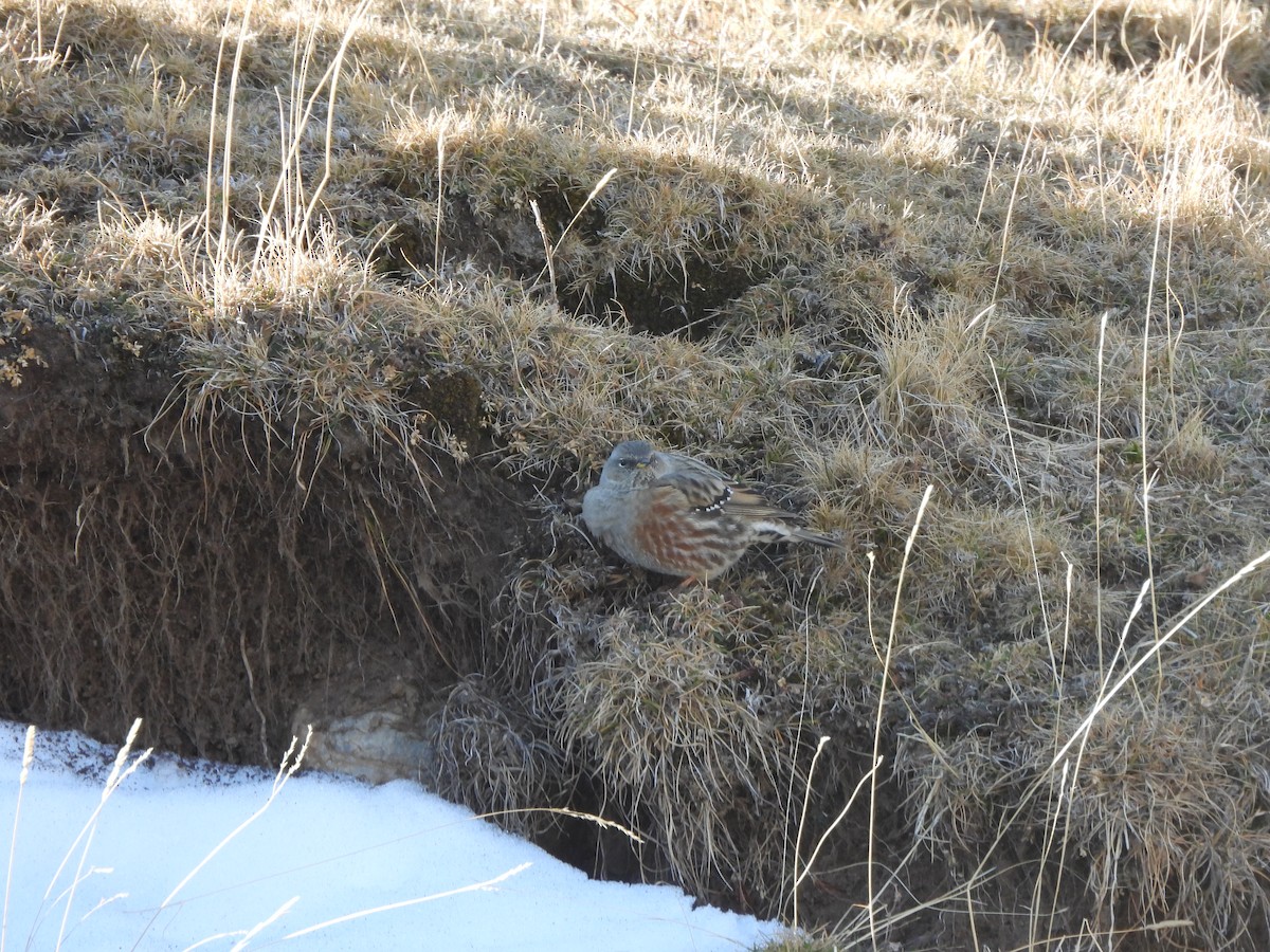 イワヒバリ - ML646831285