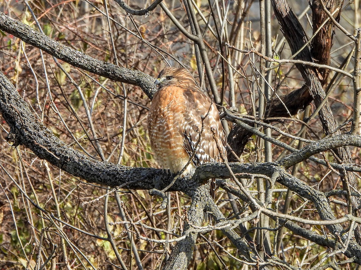 Kızıl Omuzlu Şahin - ML646831286
