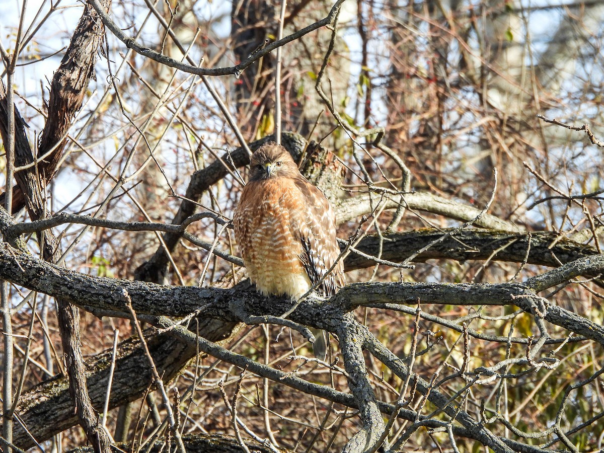 Kızıl Omuzlu Şahin - ML646831290